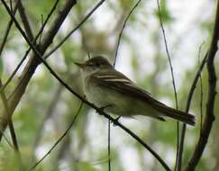 Image of Acadian Flycatcher