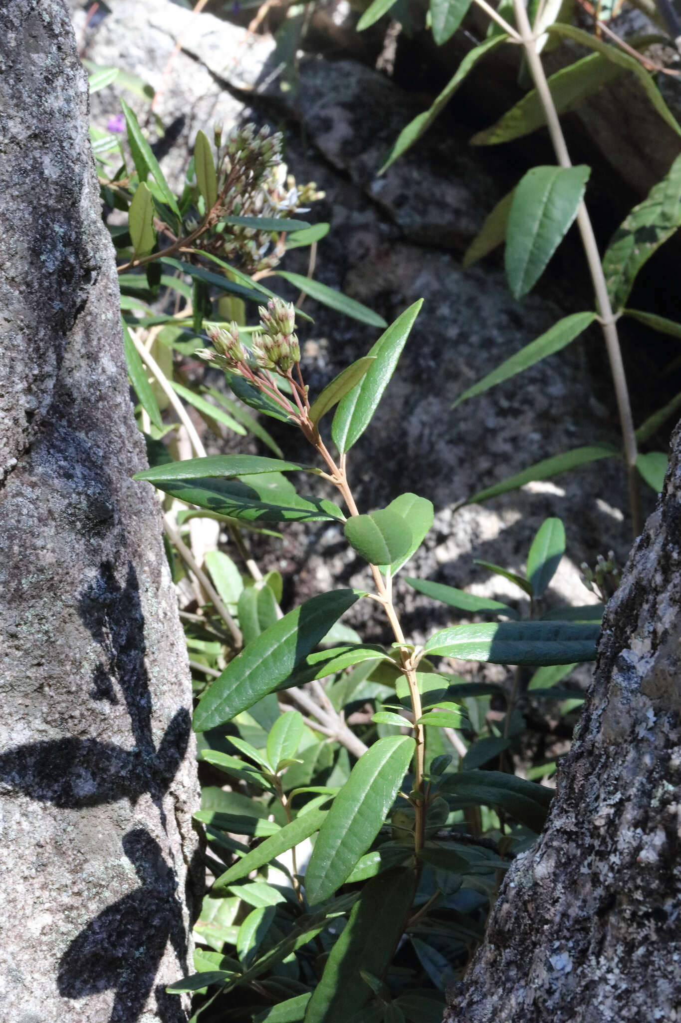 Image of Olearia oppositifolia (F. Müll.) N. S. Lander