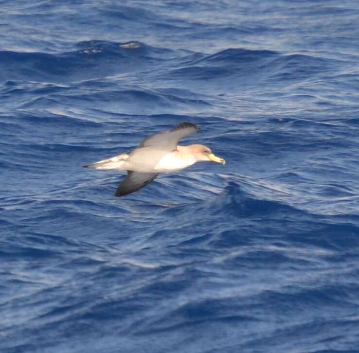 Image de Calonectris diomedea borealis