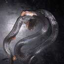 Image of Sallae's Earth Snake