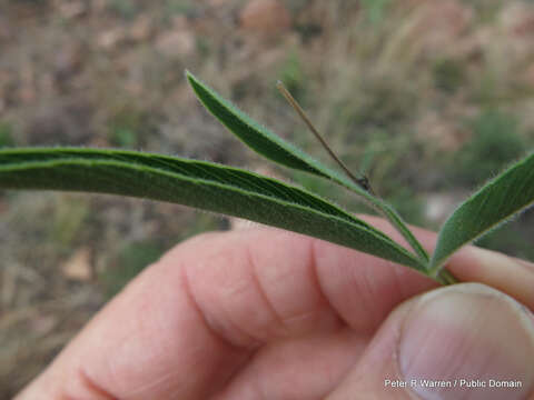 Image of <i>Tephrosia elongata</i> E. Mey. var. <i>lasiocaulos</i> Brummitt