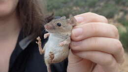 Image of Sandy Inland Mouse