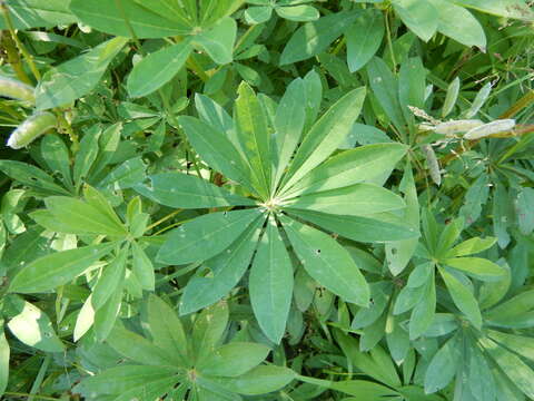 Image of big-leaved lupine