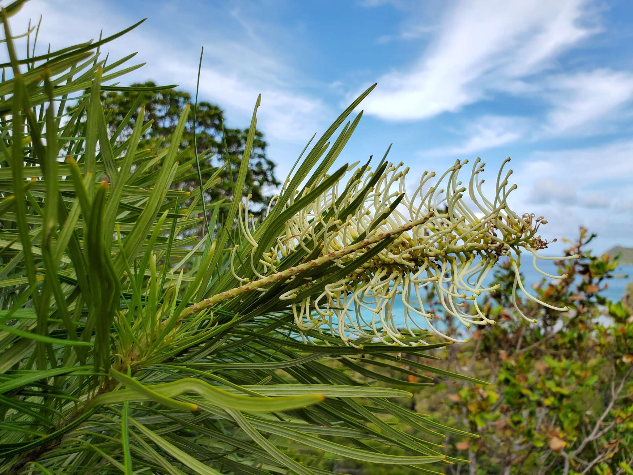 Image de Grevillea exul Lindl.