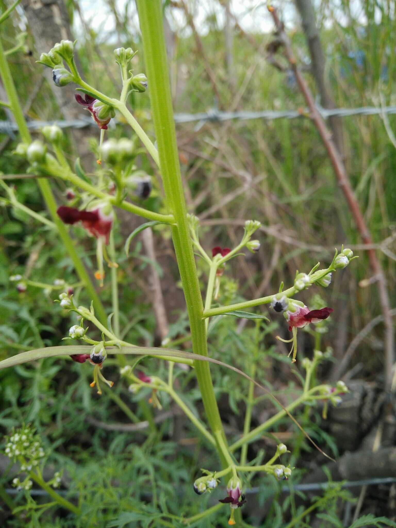 صورة Scrophularia xanthoglossa Boiss.