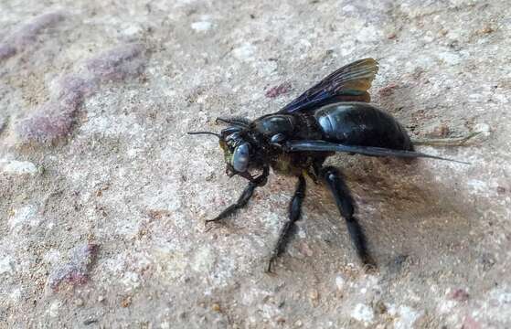 Image of Xylocopa auripennis Lepeletier 1841