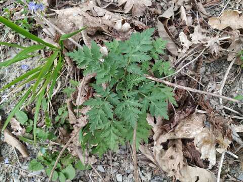 Image of Tanacetum partheniifolium (Willd.) Sch. Bip.