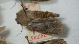 صورة Agrotis simplonia Geyer 1832