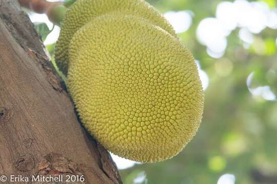 Image of jackfruit