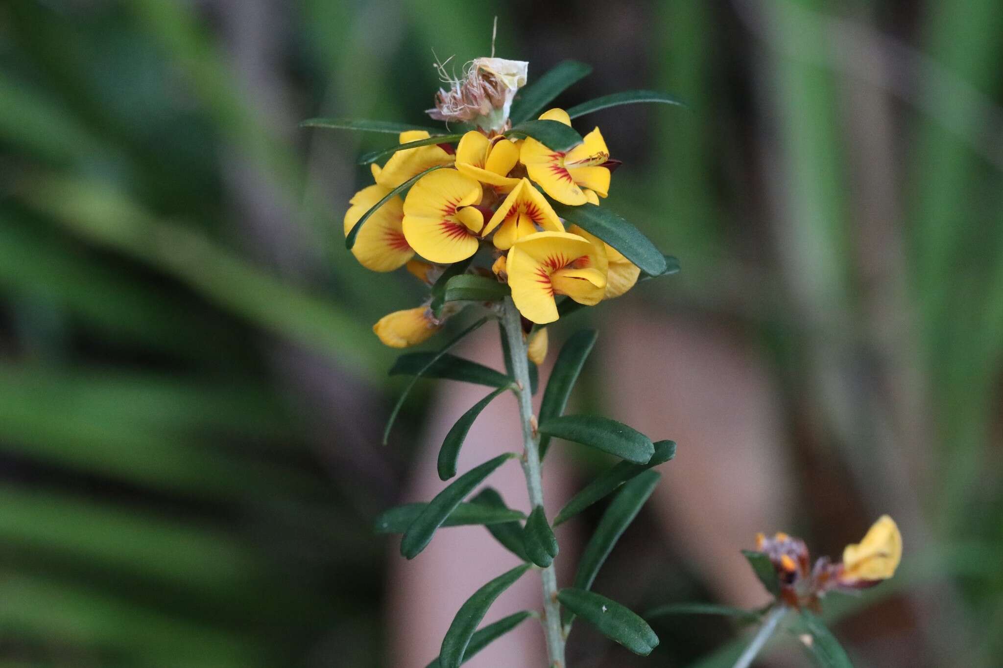 Image of Pultenaea retusa Sm.