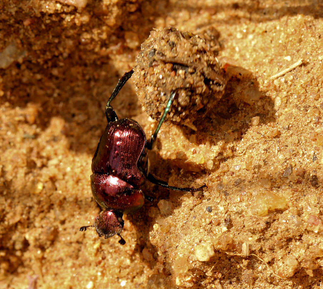 Image of Gymnopleurus virens Erichson 1843