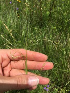 Image of Gaping Grass