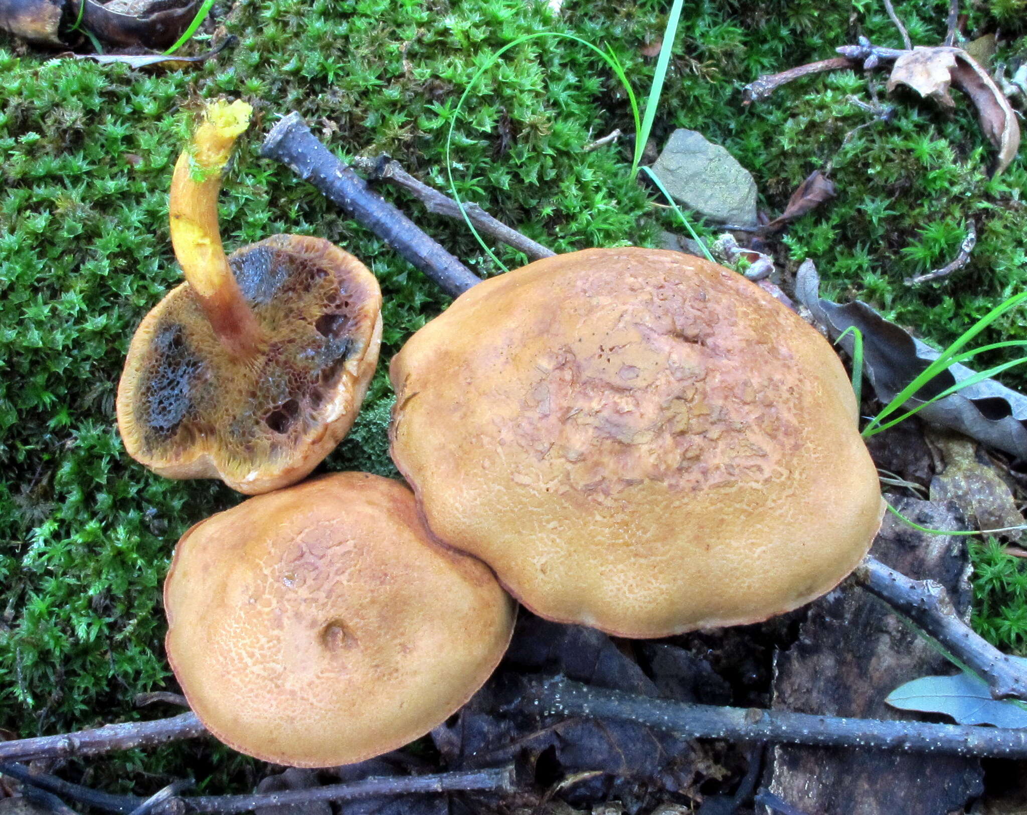 Image of Chalciporus piperatoides (A. H. Sm. & Thiers) T. J. Baroni & Both 1991