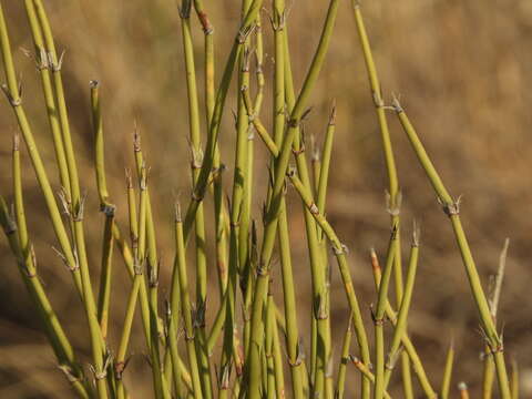 Imagem de Ephedra ochreata Miers