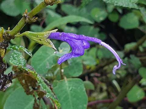 Image of Salvia pichinchensis Benth.