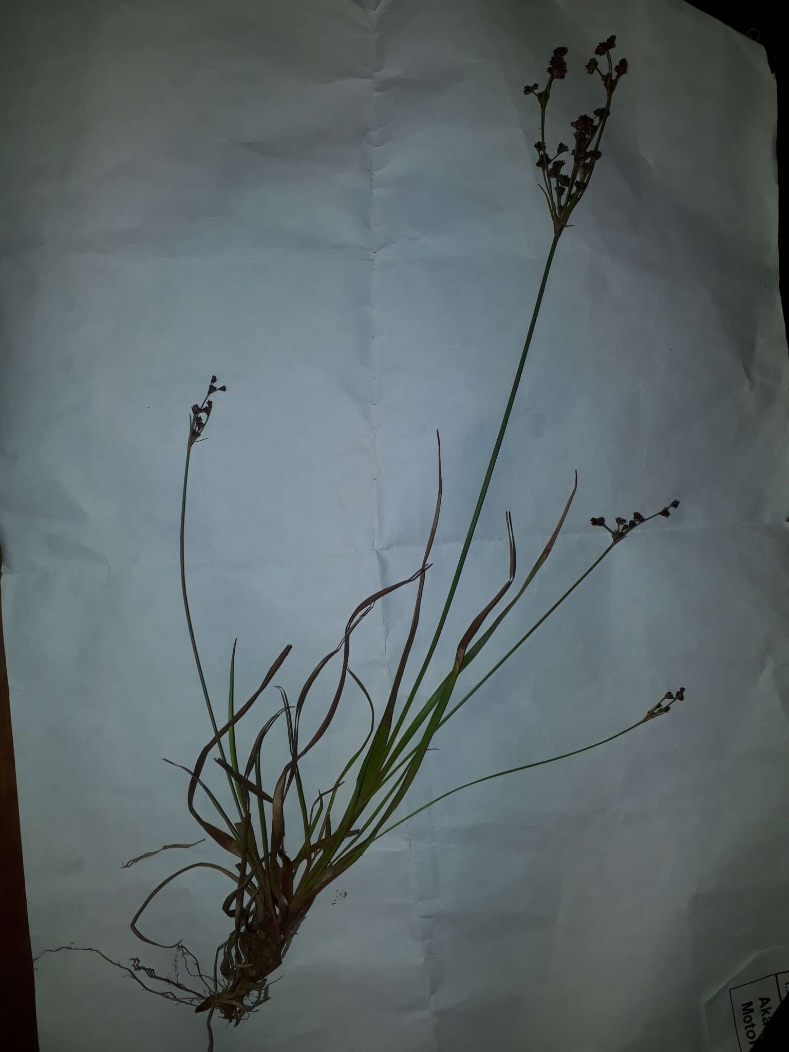 Juncus planifolius R. Br.的圖片