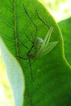 Image of Black-horned Tree Cricket