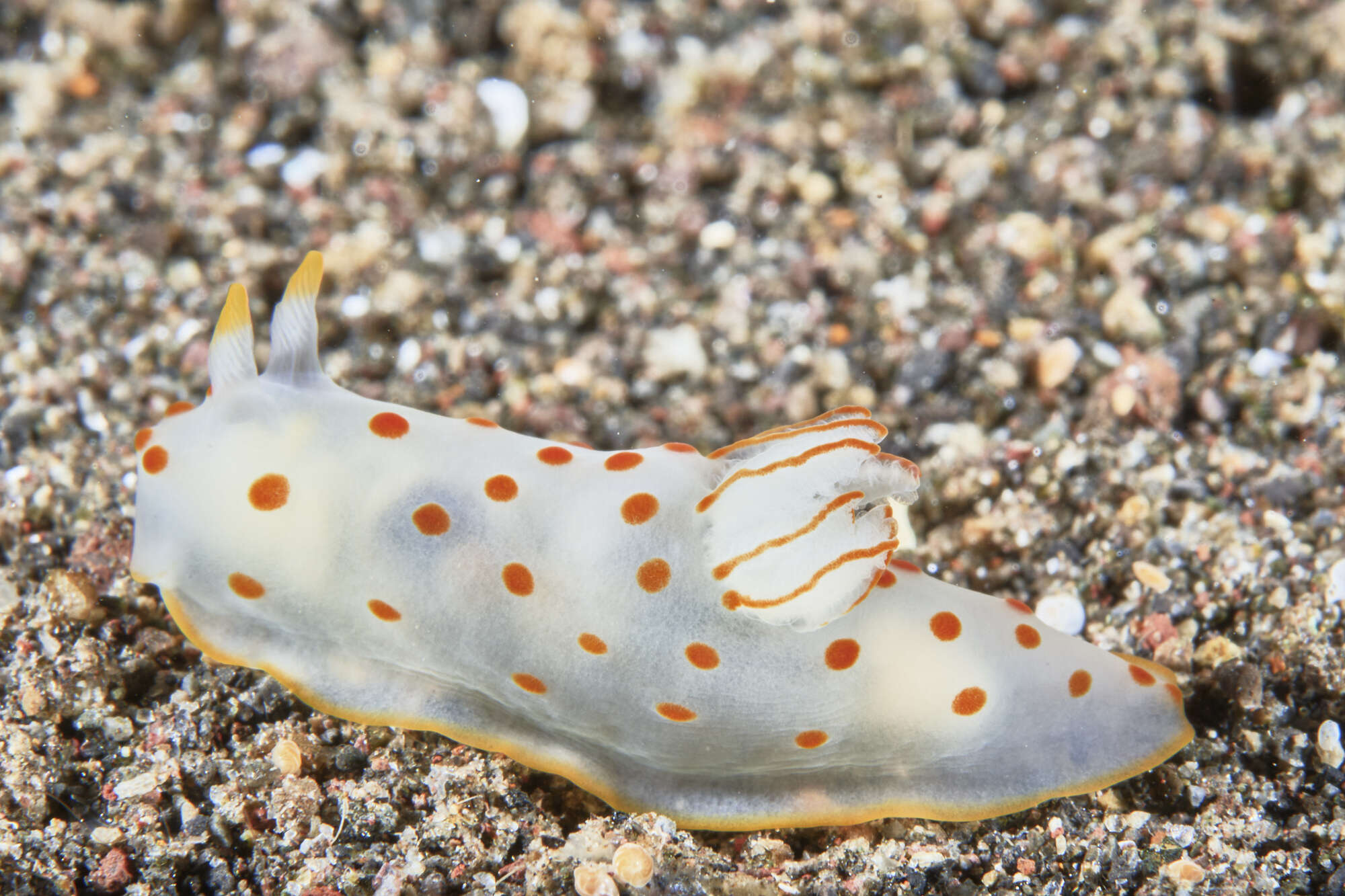 Image of Red spotted transluscent slug