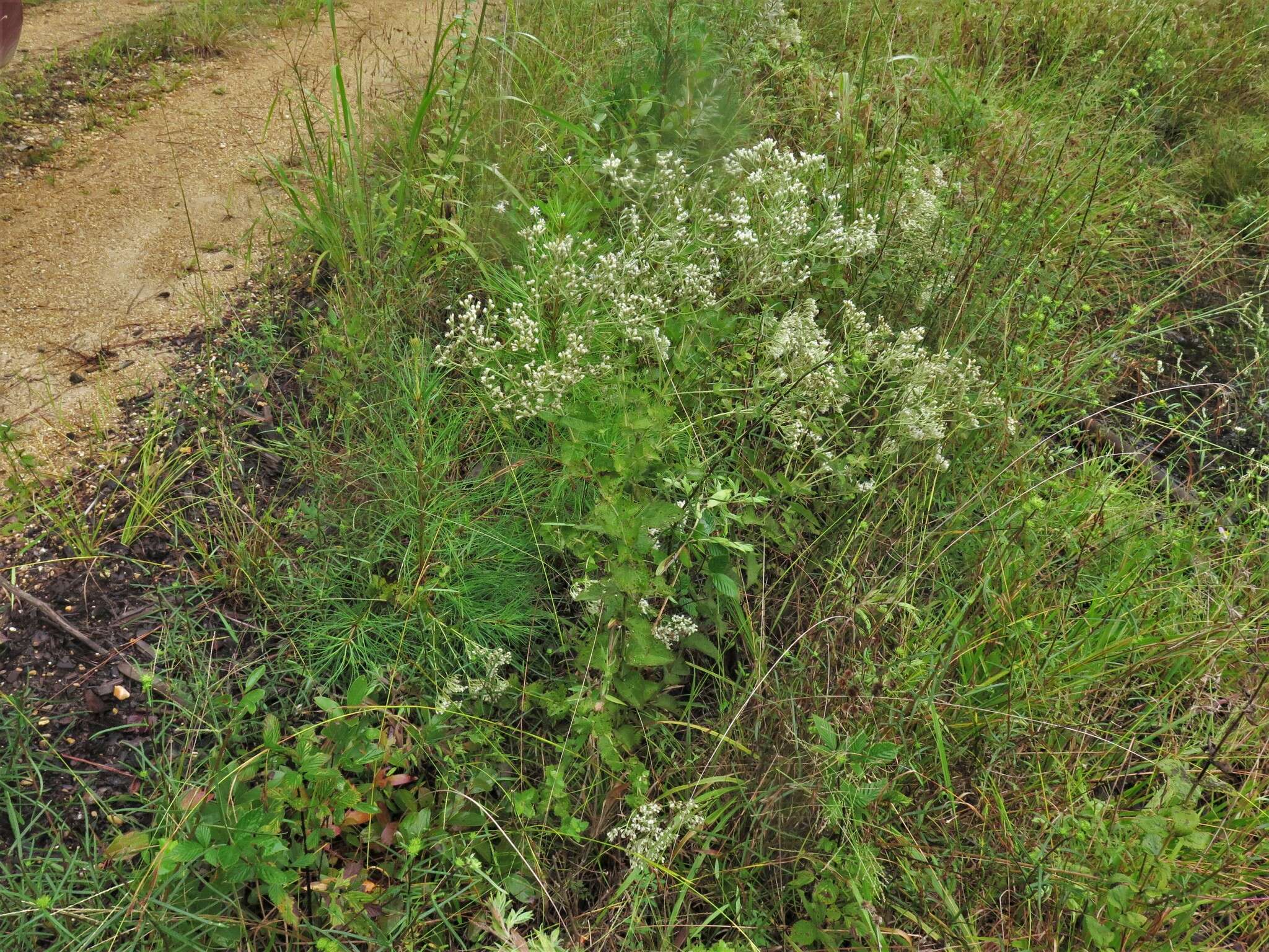 Eupatorium cordigerum (Fern.) Fern.的圖片