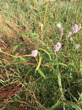 Image of Pink Knotweed