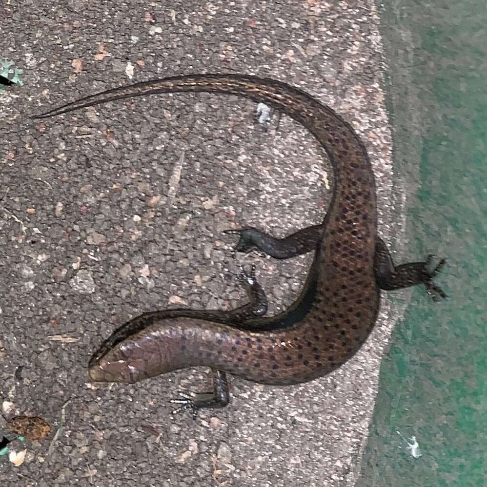 Image of Peters' Lidless Skink