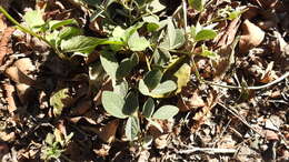 Image of Rhynchosia volubilis Lour.