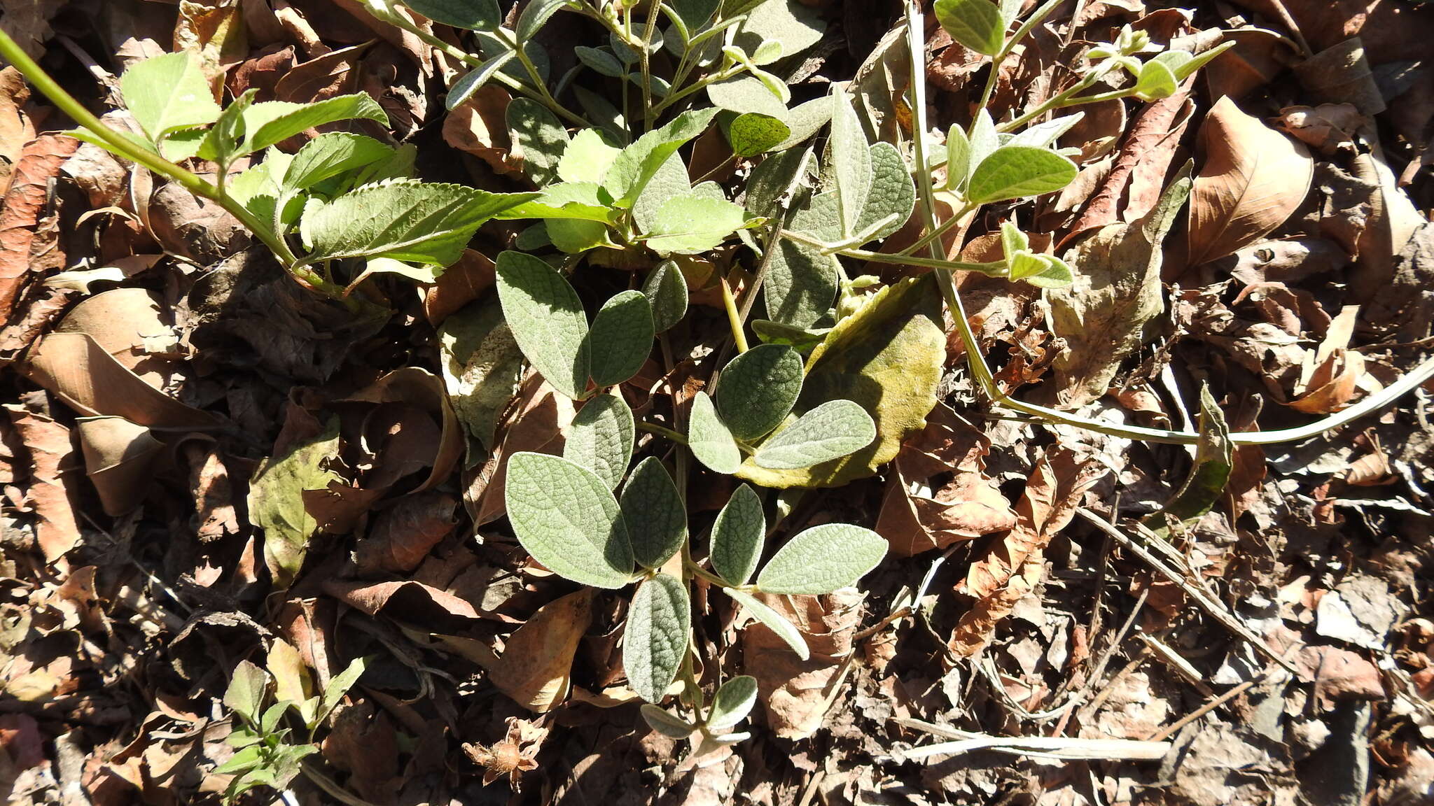 Image of Rhynchosia volubilis Lour.