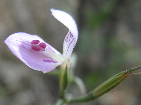 Image of Dicliptera decorticans (K. Balkwill) I. Darbysh.