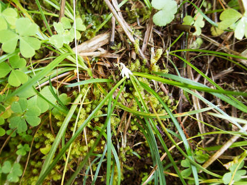 Image of Ophiopogon intermedius D. Don