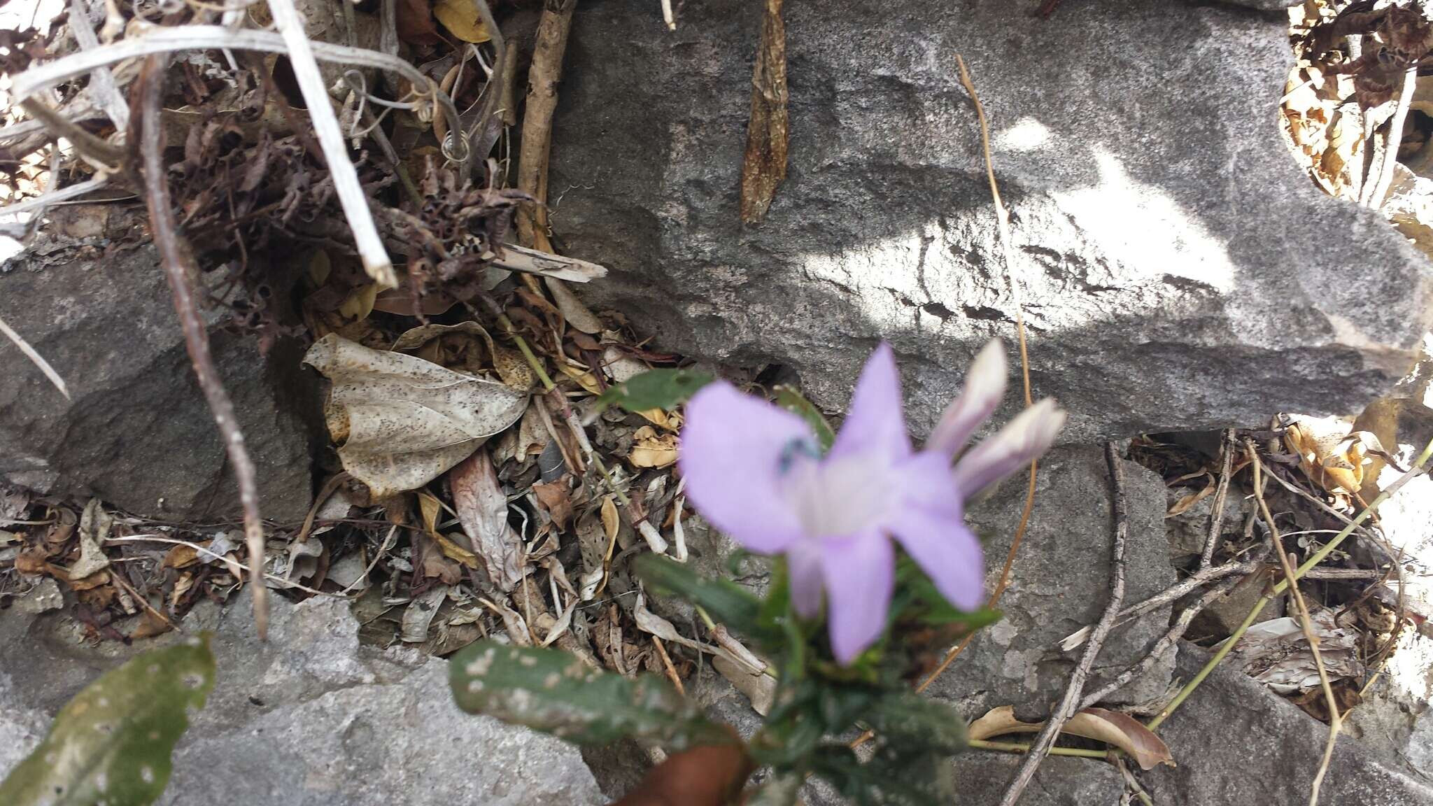 Imagem de Barleria paucidentata Benoist