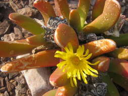 Image of Glottiphyllum regium N. E. Br.