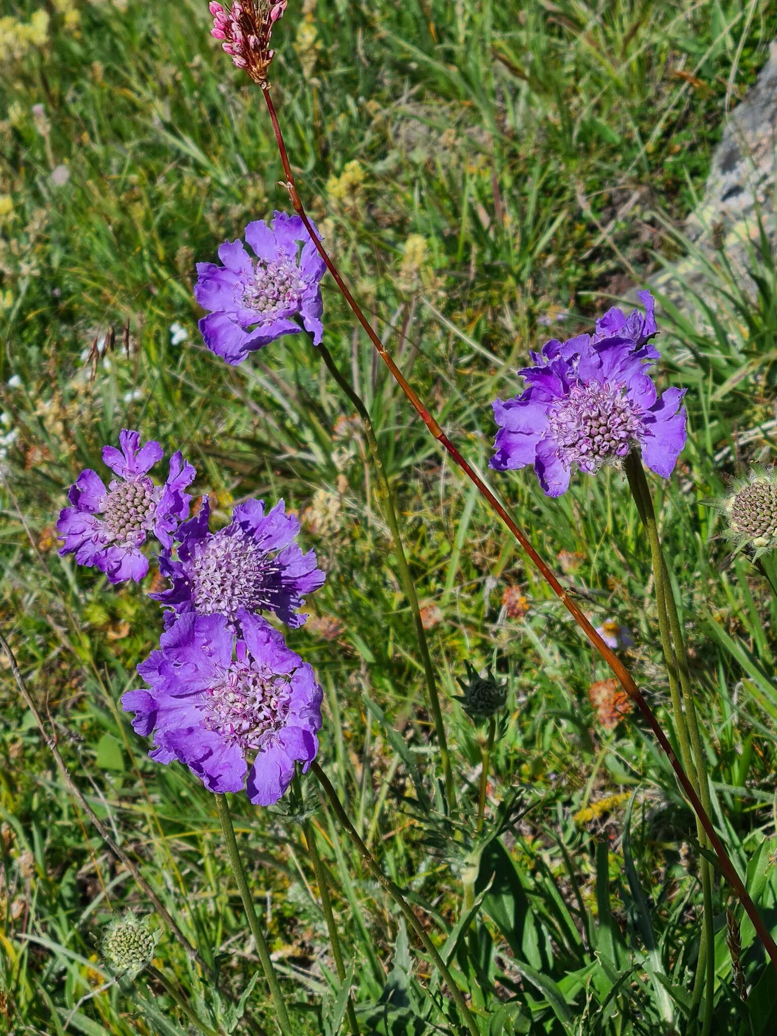 Image of Pincushion-flower