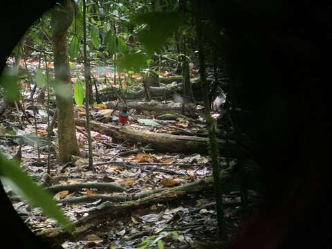 Image of Papuan Pitta