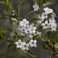 Myoporum viscosum R. Br. resmi