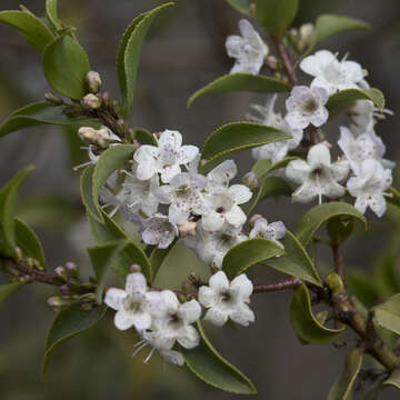 Image of Myoporum viscosum R. Br.