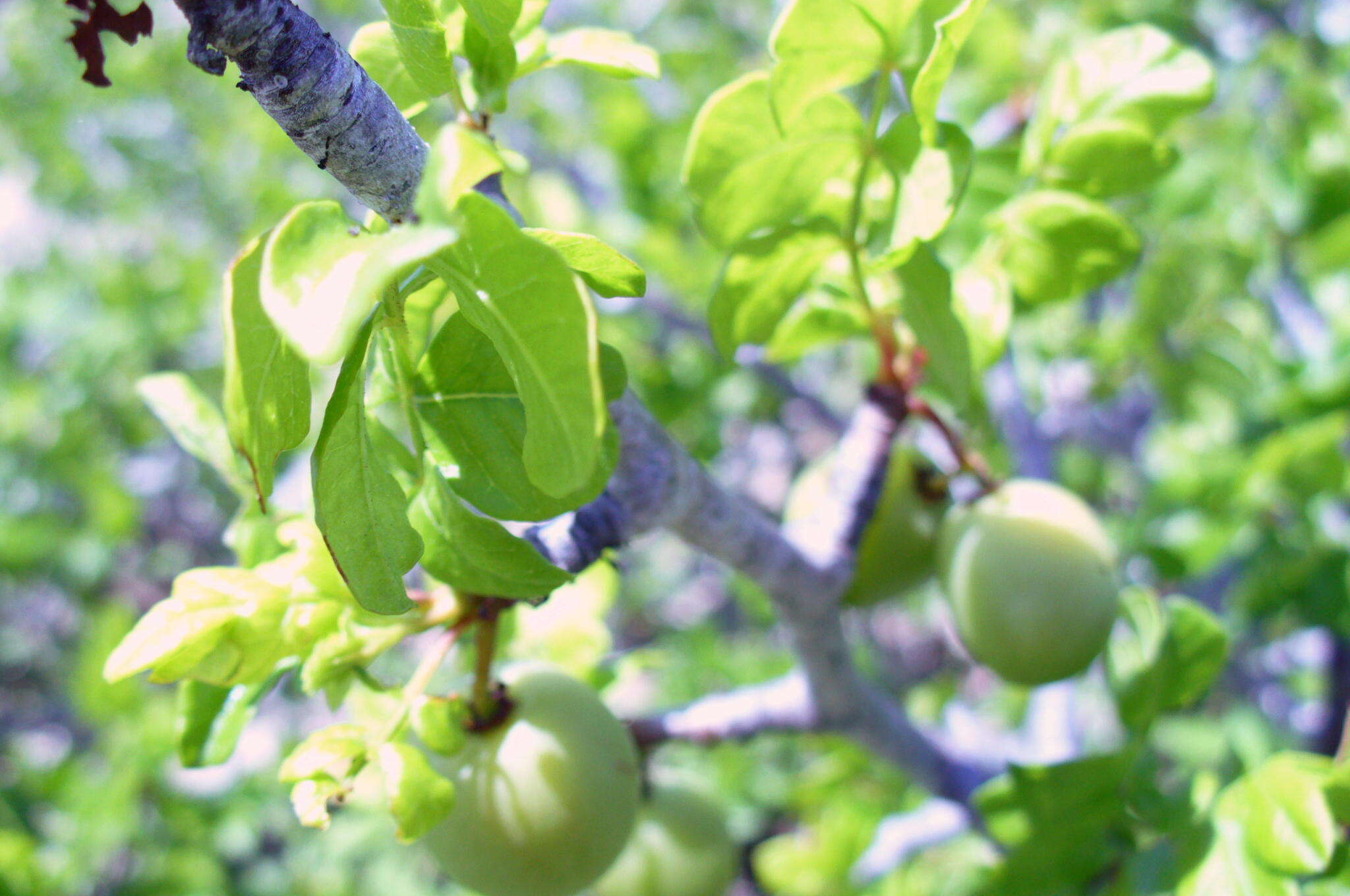 Image of Cyrtocarpa edulis var. glabra León de la Luz & Perez Navarro