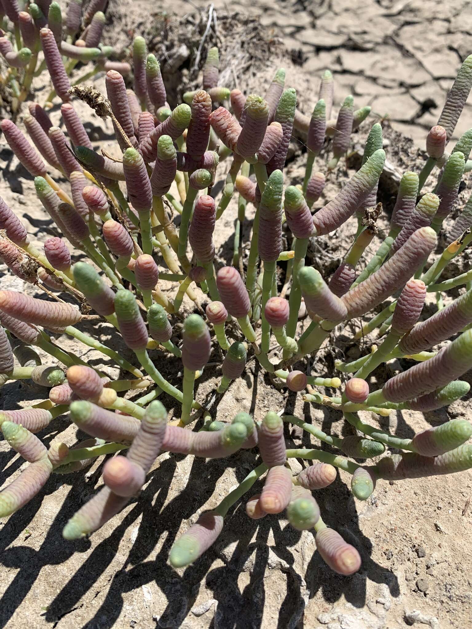 Image of Tecticornia australasica (Moq.) Paul G. Wilson