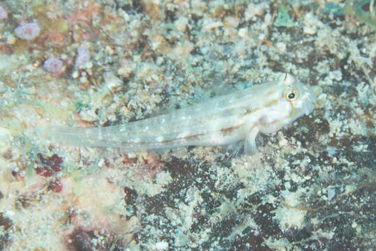 Image of Eyebar goby