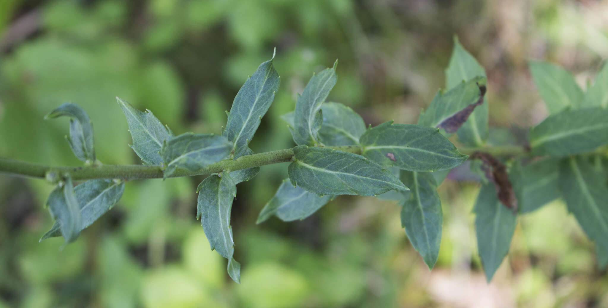 Image of hawkweed