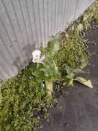 Plancia ëd Papaver somniferum subsp. somniferum