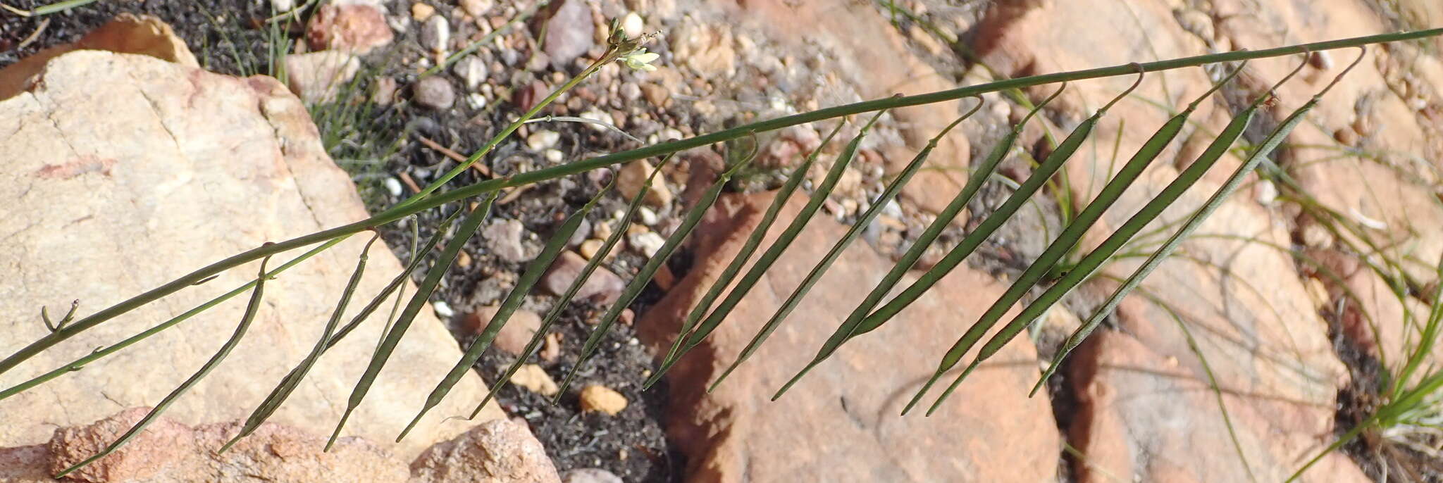 Слика од Heliophila elongata (Thunb.) DC.