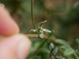 Imagem de Astragalus tribuloides Delile