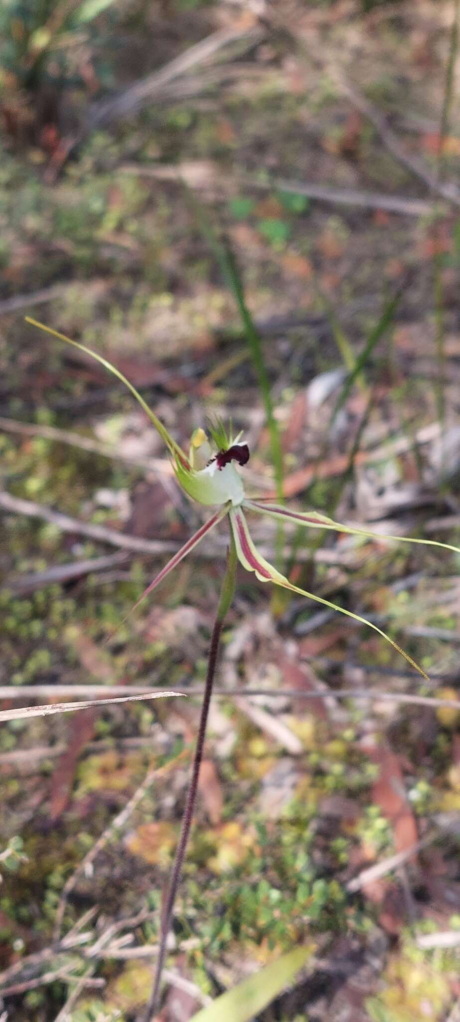 Image of Rigid spider orchid