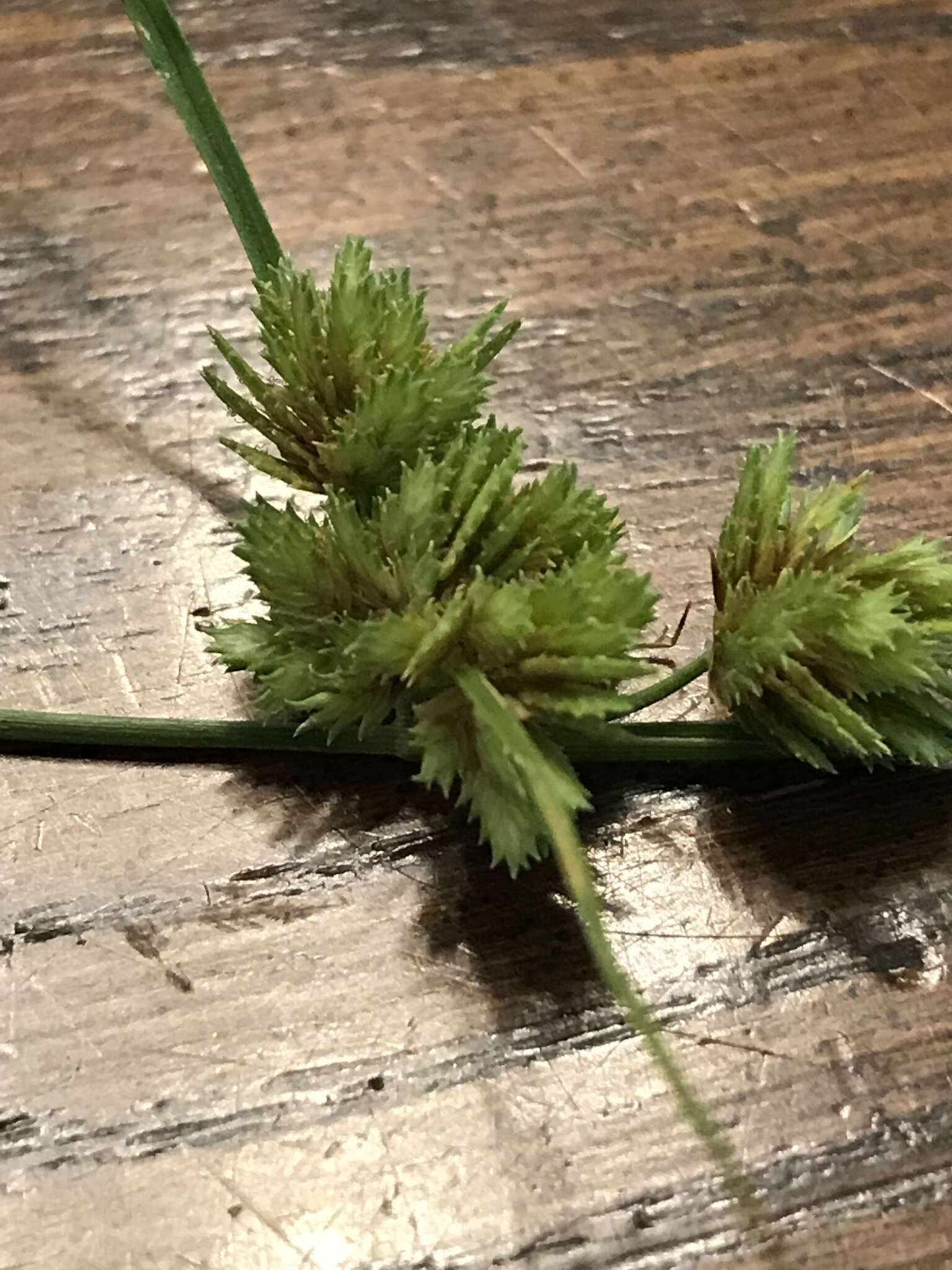 Слика од Cyperus acuminatus Torr. & Hook.