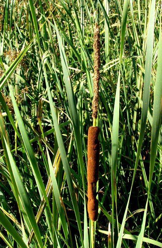 Image of Bulrush