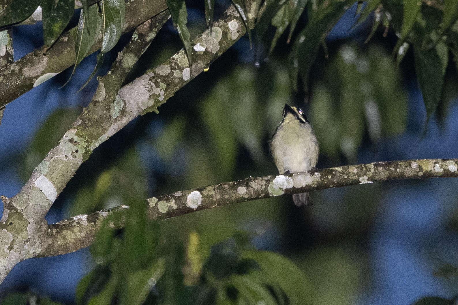Image of Yellow-throated Tinkerbird