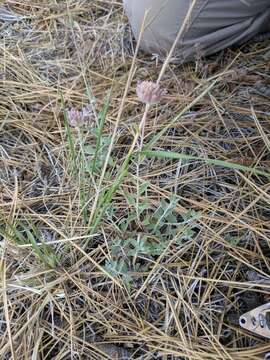 Image de Monardella linoides subsp. oblonga (Greene) Abrams