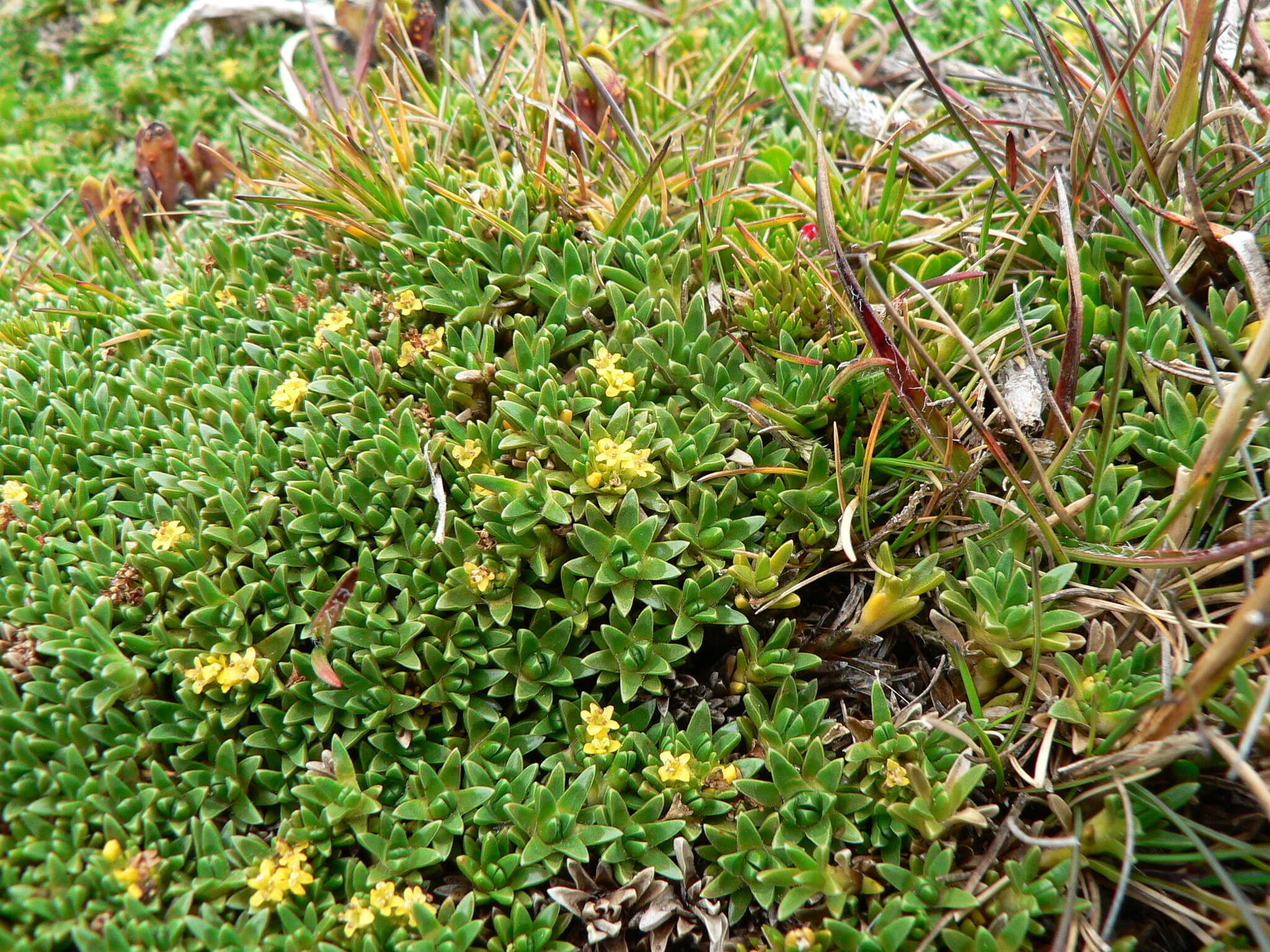 Image of Valeriana aretioides Kunth