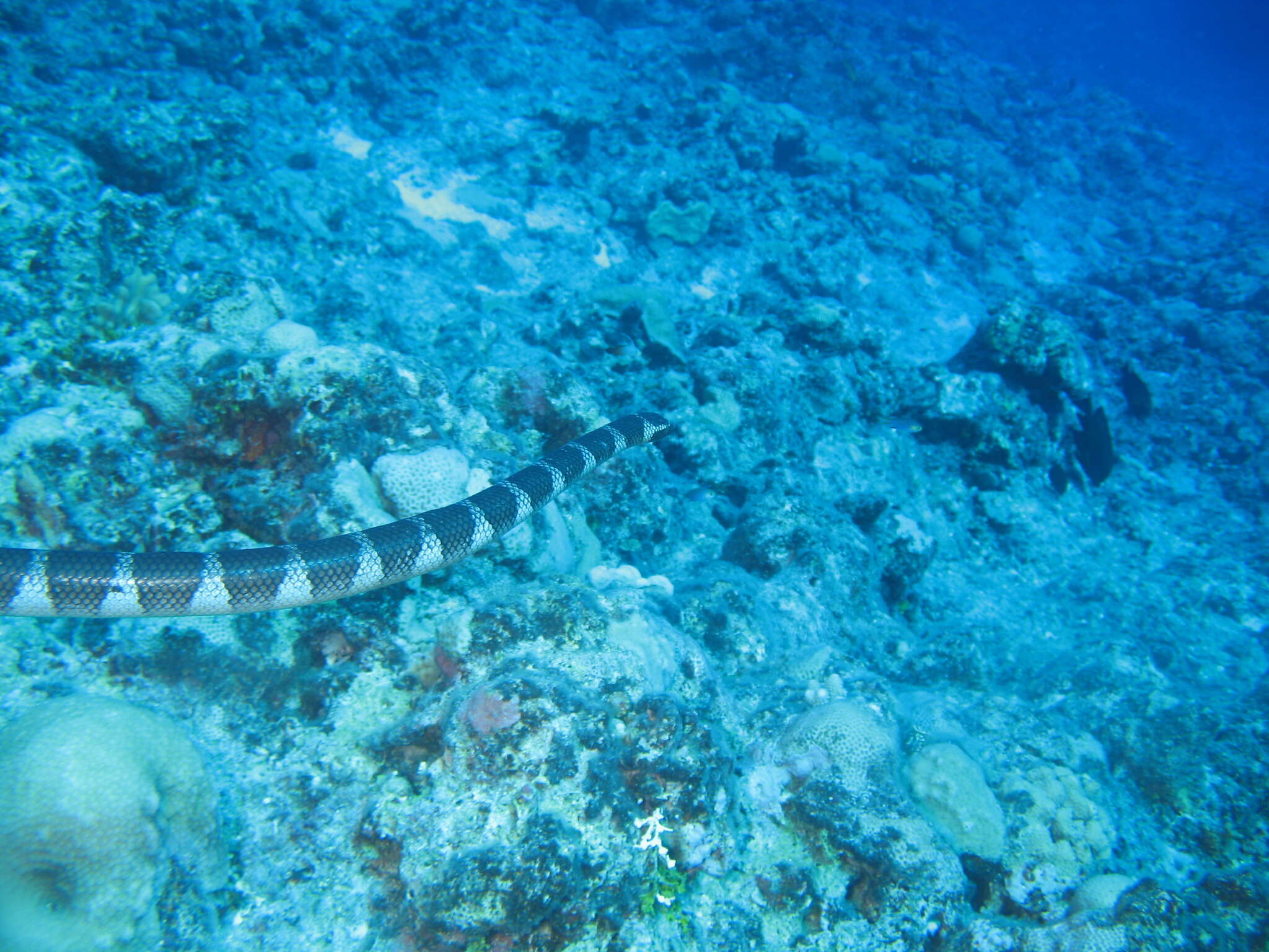 Image of Flat-tail Sea Snake