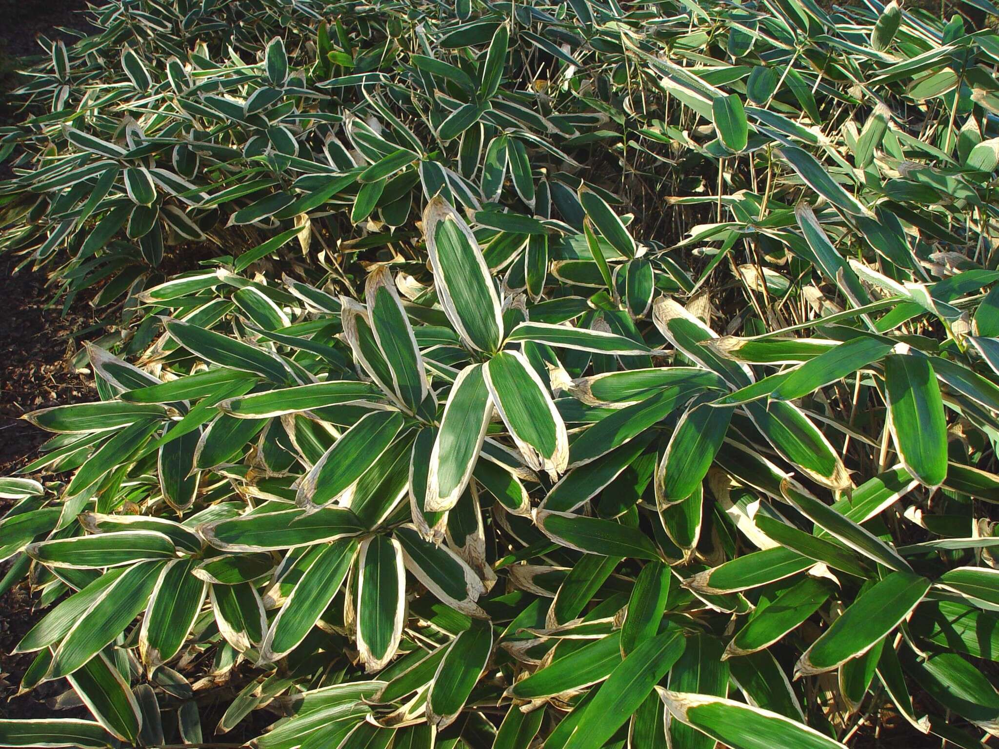 Image of broadleaf bamboo